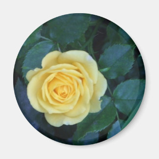 Imán springpics 017