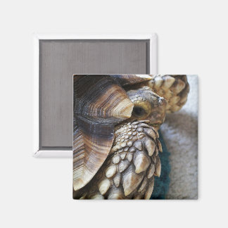 Imán Spured africano, pierna de tortuga de Sulcata, cap