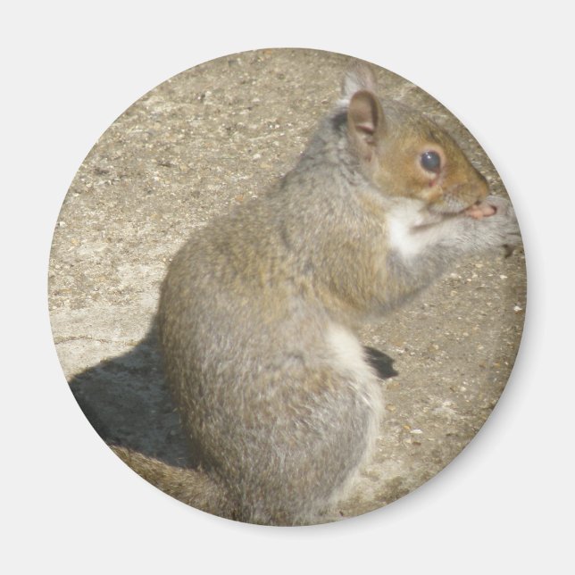 Imán Squirrel Hungry Horatio Magnet (Frente)