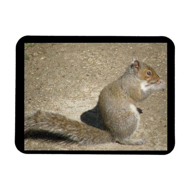 Imán Squirrel Hungry Horatio Premium Magnet (Horizontal)