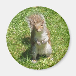 Imán Squirrel Magnet