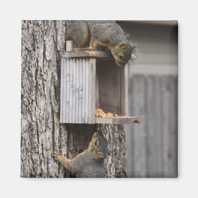 Imán Squirrel Magnet (Frente)