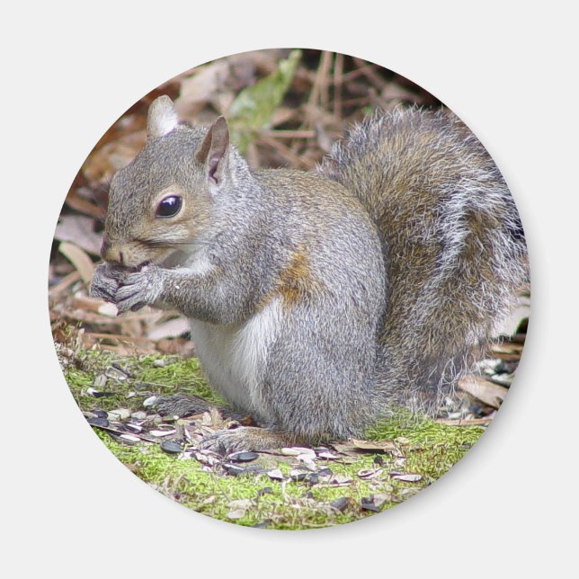 Imán Squirrel Magnet (Frente)