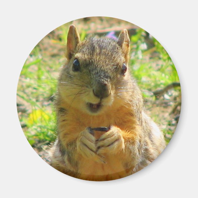 Imán Squirrel Magnet (Frente)