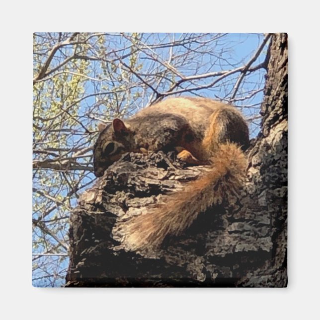 Imán Squirrel Magnet (Frente)