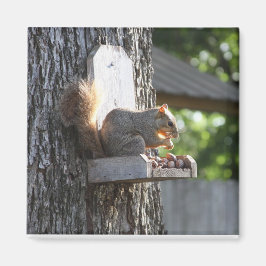Imán Squirrel Magnet