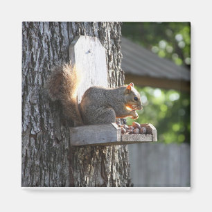 Imán Squirrel Magnet