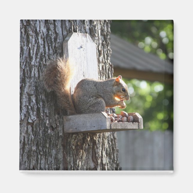 Imán Squirrel Magnet (Frente)