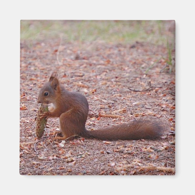 Imán Squirrel Magnet (Frente)