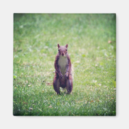 Imán Squirrel Magnet