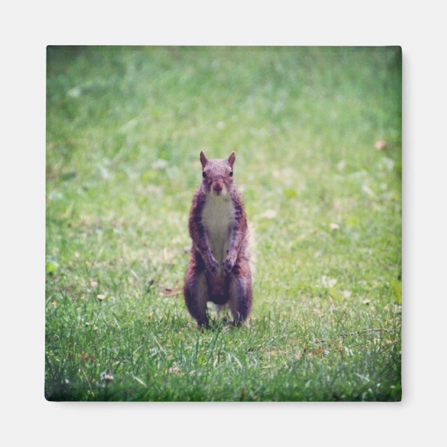 Imán Squirrel Magnet (Frente)
