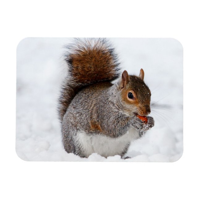 Imán Squirrel Magnet (Horizontal)