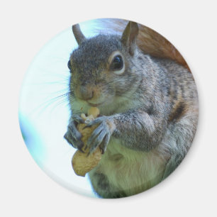 Imán Squirrel Magnet