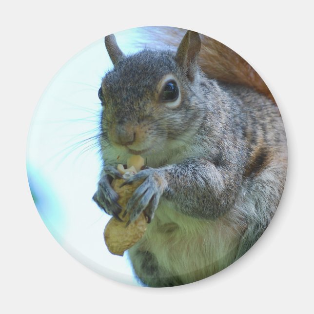 Imán Squirrel Magnet (Frente)