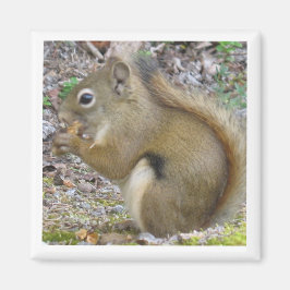 Imán Squirrel Magnet