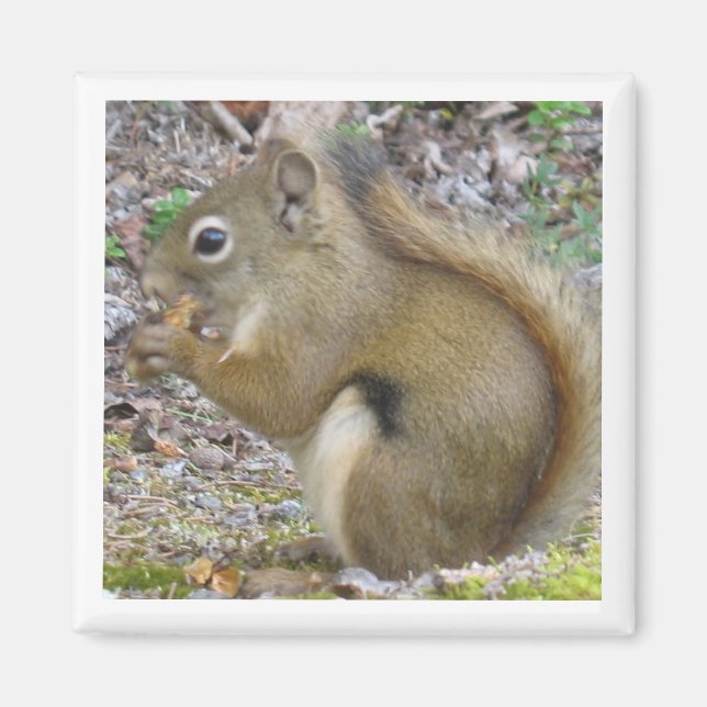 Imán Squirrel Magnet (Frente)