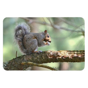 Imán Squirrel Magnet