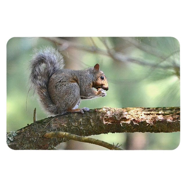 Imán Squirrel Magnet (Horizontal)
