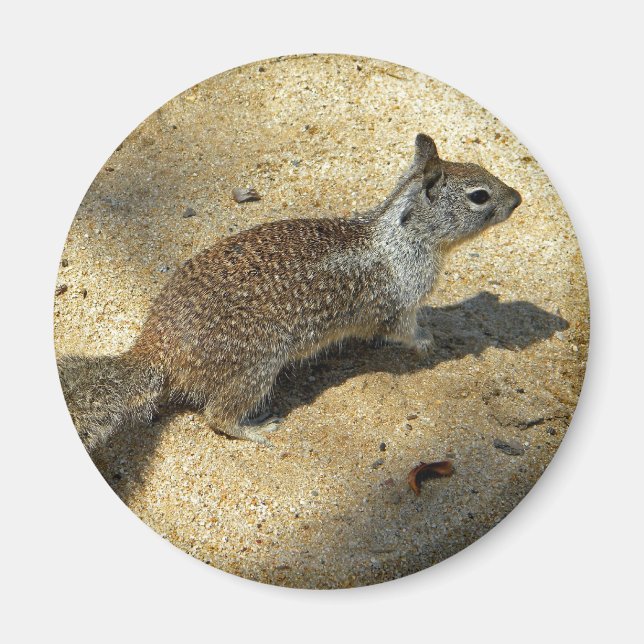 Imán Squirrell (Frente)