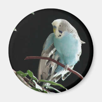 Imán Sr. Jill Budgie Round Magnet