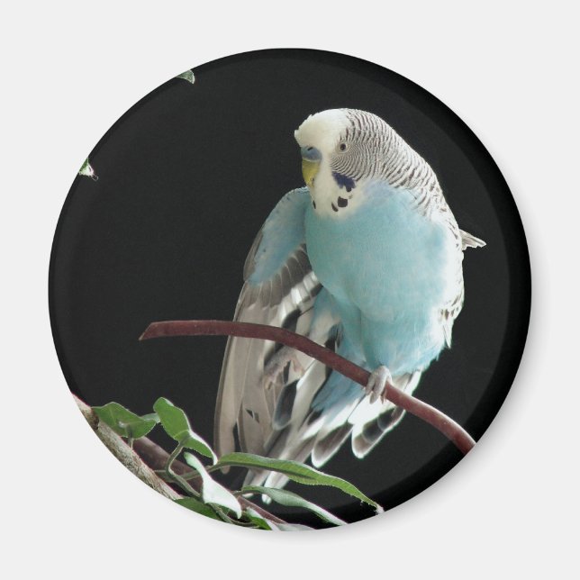 Imán Sr. Jill Budgie Round Magnet (Frente)