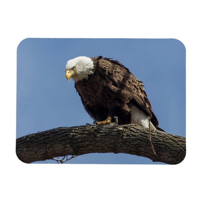 Imán Sr. Serio (Horizontal)