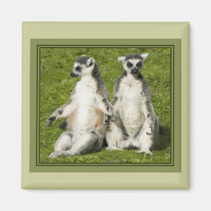 Imán Sr. y señora Lemur