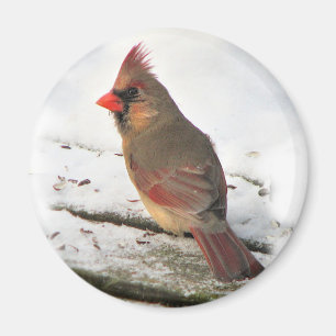 Imán Sra. Cardinal Bird Magnet