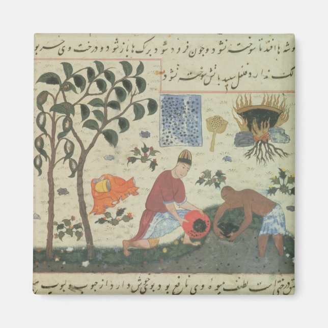 Imán Sra. Pers 332 Pepper tree y preparando pimienta (Frente)