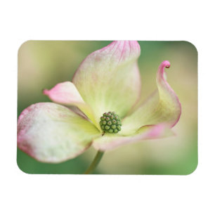 Imán Srta. Satomi' de Kousa del Cornus del flor el  