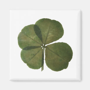 Imán St Patrick Real 4 Leaf Clover Obtener Lucky Magnet
