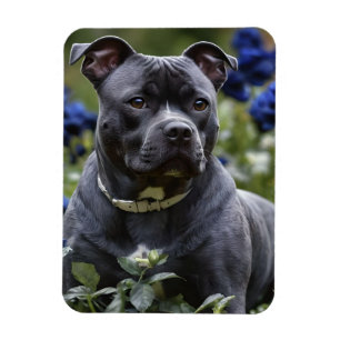Imán Staffordshire Bull Terrier In Blue Rosa Garden,