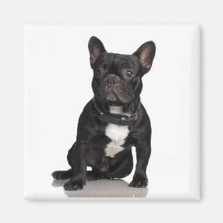 Imán Staffordshire Bull Terrier Magnet