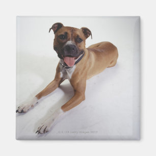 Imán Staffordshire Terrier americano que se acuesta,