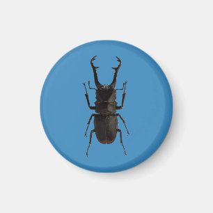Imán Stag Beetle