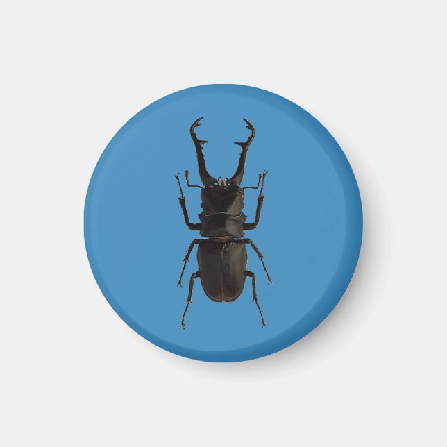 Imán Stag Beetle (Frente)