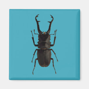 Imán Stag Beetle