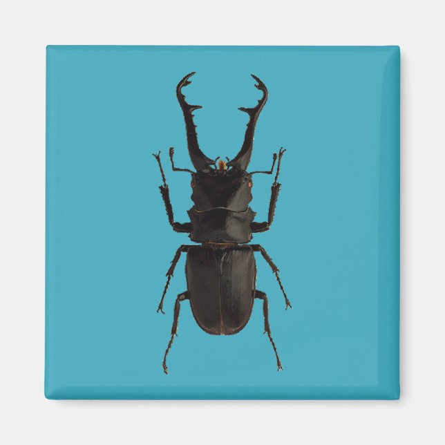Imán Stag Beetle (Frente)