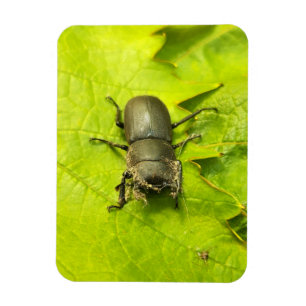 Imán Stag Beetle , escarabajos , Bug