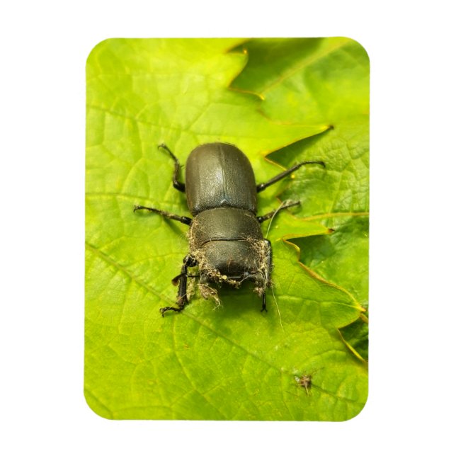 Imán Stag Beetle , escarabajos , Bug (Vertical)