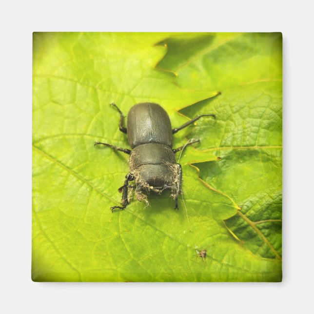 Imán Stag Beetle , escarabajos , Bug (Frente)