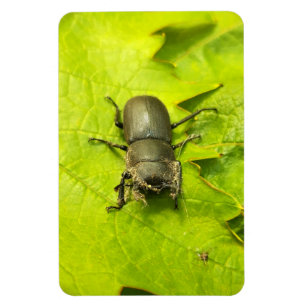 Imán Stag Beetle , escarabajos , Bug