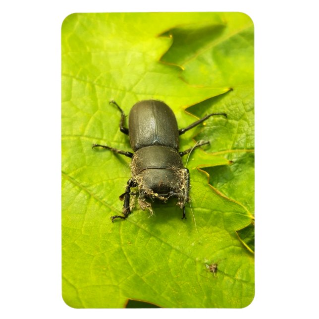 Imán Stag Beetle , escarabajos , Bug (Vertical)