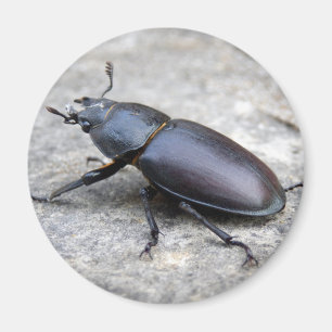Imán Stag Beetle Magnet
