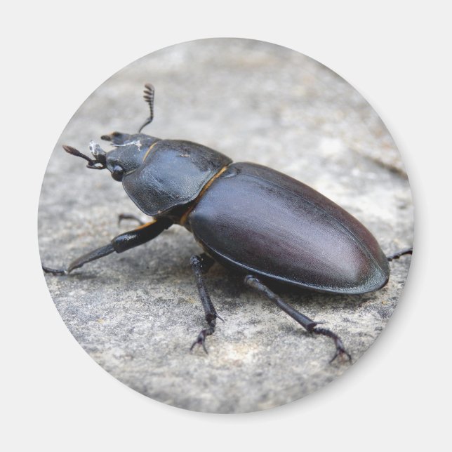 Imán Stag Beetle Magnet (Frente)