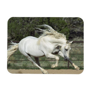 Imán Stallion andaluz en ejecución, PR