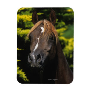 Imán Stallion árabe