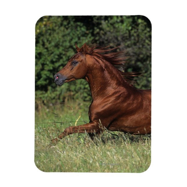 Imán Stallion árabe corriendo en la hierba (Vertical)