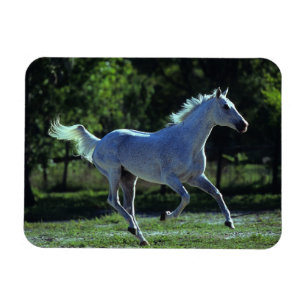 Imán Stallion en ejecución