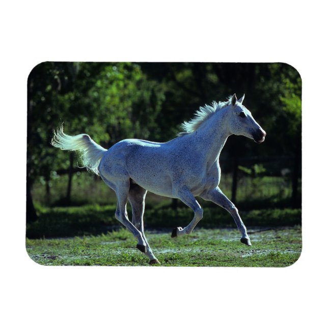 Imán Stallion en ejecución (Horizontal)